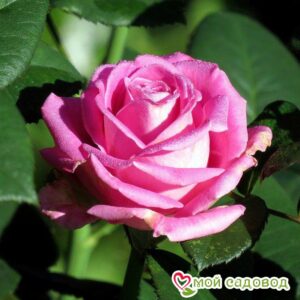 Роза чайно-гибридная Аква в 