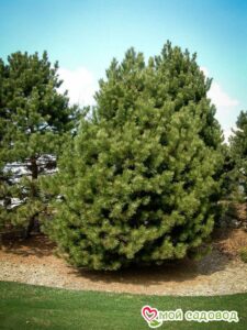Сосна Чёрная (Pinus Nigra) в 
