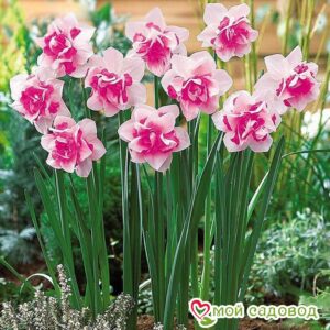Нарцисс Розовый крупноцветковый в 