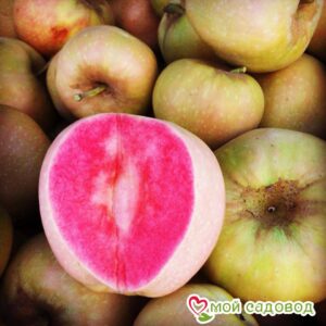 Яблоня Розовый жемчуг в 