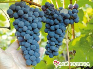 Виноград Амурский синий в 