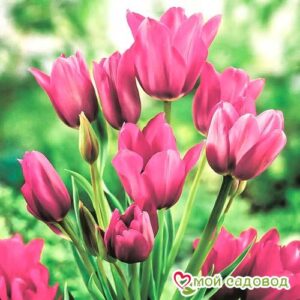 Тюльпан многоцветковый Пурпл Букет в 