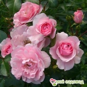 Роза полиантовая Bonica (Боника) в 