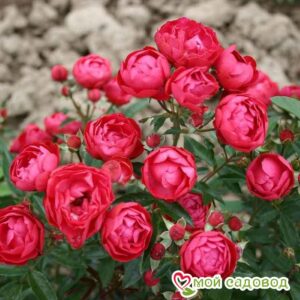 Роза полиантовая Морздаг Ред (Morsdag Red) в 