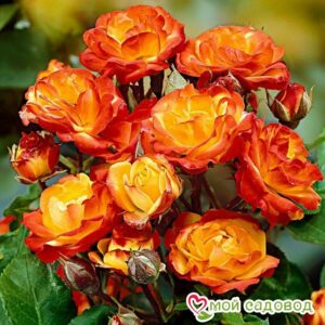 Роза полиантовая Румба (Rumba) в 